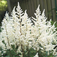 Astilbe chinensis Vision in White - Astilba Vision in White