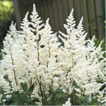 Astilbe chinensis Vision in White - Astilba Vision in White