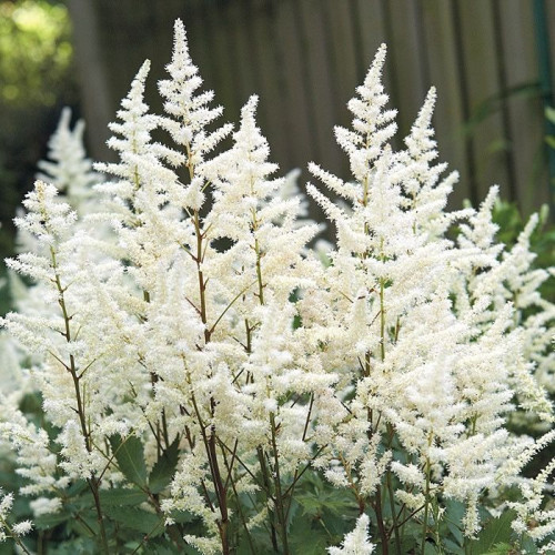 Astilbe chinensis Vision in White - Astilba Vision in White