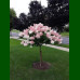 Hydrangea paniculata Sundae Fraise - Drvenasta hortenzija Sundae Fraise