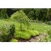 Acer palmatum Emerald Lace - Japanski javor Emerald Lace