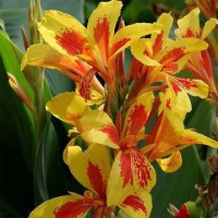 Canna Reine Charlotte - Kana Reine Charlotte Canna Reine Charlotte - Kana Reine Charlotte