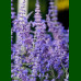 Perovskia atriplicifolia Lacey Blue - Žalfija Lacey Blue