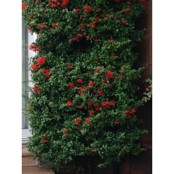 Pyracantha coccinea Red Column - Vatreni grm Red Column Pyracantha coccinea Red Column - Vatreni grm Red Column