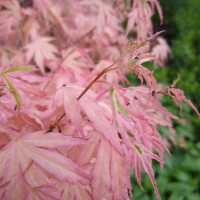 Acer palmatum Iyoshi - Šarenolisni japanski javor Iyoshi