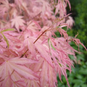 Acer palmatum Iyoshi - Šarenolisni japanski javor Iyoshi Acer palmatum Iyoshi - Šarenolisni japanski javor Iyoshi