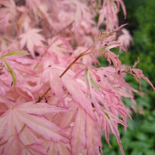 Acer palmatum Iyoshi - Šarenolisni japanski javor Iyoshi