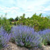 Perovskia atriplicifolia Lacey Blue - Žalfija Lacey Blue