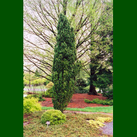 Taxus baccata Fastigiata - Stubasta tisa