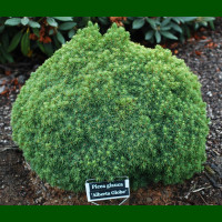Picea glauca Alberta Globe - Patuljasta smrča Alberta Globe