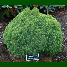 Picea glauca Alberta Globe - Patuljasta smrča Alberta Globe