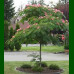 Albizia julibrissin - Albicija