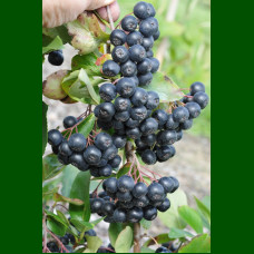 Aronia prunifolia Nero - Aronija