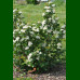 Aronia prunifolia Nero - Aronija