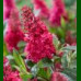 Buddleja davidii Butterfly Candy Little - Patuljasti letnji jorgovan Butterfly Candy Little