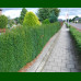 Taxus media Hillii - Stubasta tisa