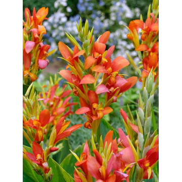 Canna Mandarine Orange - Kana Mandarine Orange
