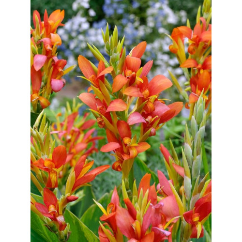 Canna Mandarine Orange - Kana Mandarine Orange