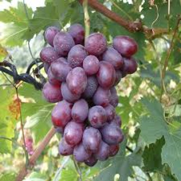 Vinova loza Kardinal Vinova loza Kardinal