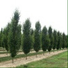 Carpinus Betulus Fastigiata - Stubasti grab