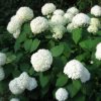 Hydrangea arborescens Annabelle - Hortenzija Annabelle
