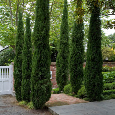 Cupressus sempervirens Totem - Italijanski čempres Totem