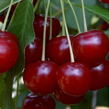 Višnja Erdi botermo Višnja Erdi botermo