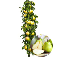 Stubasta kruška Stubasta kruška