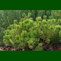 Pinus Mugo - Patuljasti bor