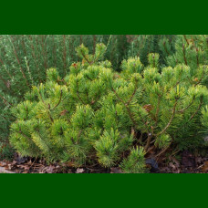 Pinus Mugo - Patuljasti bor