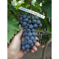 Vinova loza  Muskat Hamburg