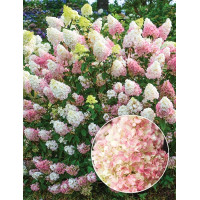 Hydrangea paniculata Sundae Fraise - Drvenasta hortenzija Sundae Fraise