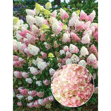 Hydrangea paniculata Sundae Fraise - Drvenasta hortenzija Sundae Fraise