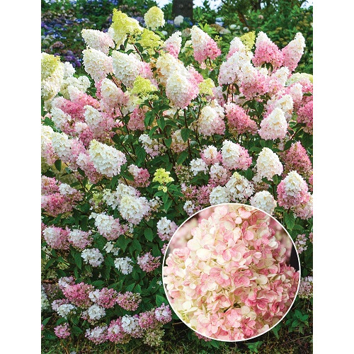 Hydrangea paniculata Sundae Fraise - Drvenasta hortenzija Sundae Fraise