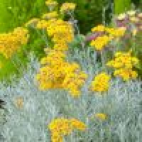 Helichrysum italicum - Smilje