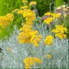 Helichrysum italicum - Smilje