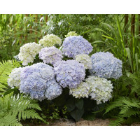 Hydrangea macrophylla Doppio Azzurro - Baštenska hortenzija Doppio Azzuro