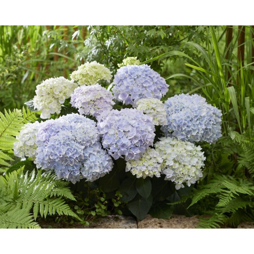 Hydrangea macrophylla Doppio Azzurro - Baštenska hortenzija Doppio Azzuro