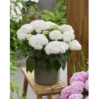 Hydrangea macrophylla Doppio Fredo - Baštenska hortenzija Doppio Fredo