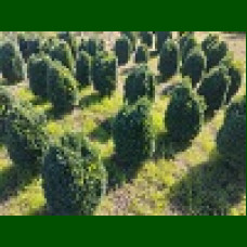 Buxus - Šimšir kuglasti