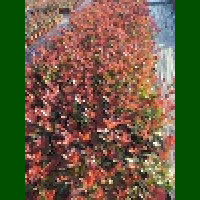 Photinia fraseri Red Robin - Fotinija Red Robin