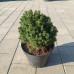 Picea glauca Alberta Globe - Patuljasta smrča Alberta Globe
