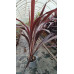 Cordyline australis Burgundy Spire - Kordilin Burgundy Spire