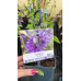 Clematis Multi Blue - Klematis Multi Blue