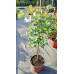 Eucalyptus cinerea Silver Dollar - Eukaliptus Silver Dollar