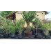 Nerium oleander - Oleander