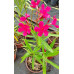 Nerium oleander - Oleander