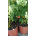 Rubus idaeus Tulameen - Malina Tulameen