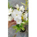 Nerium oleander - Oleander