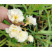 Nerium oleander - Oleander